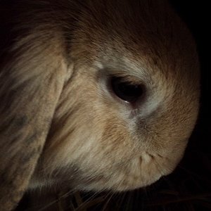 das Model Vermithrax