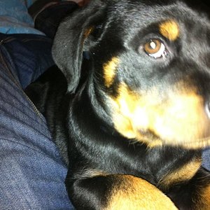 "dieser doofe Blitz"