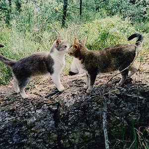 So sieht Willy heute aus.Die Katzendame links ist Gina.