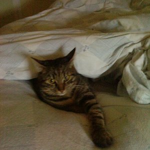 Cindy;
Unsere Cindy war eine Todeskandidatin..
Zusammen mit ihrem Bruder Tiger hab ich sie aufgenommen. 
Nach den üblichen 3 Monaten im Bad waren sie gesund und sind nun die liebsten Katzen,die ich mir jemals vorstellen kann.
Cindy mag am liebsten bei uns im Bett schlafen und braucht sehrrr viel Liebe...