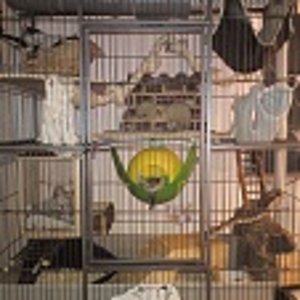 A Käfig1:
Mein allererster Käfig und noch verhältnismäßig klein :)