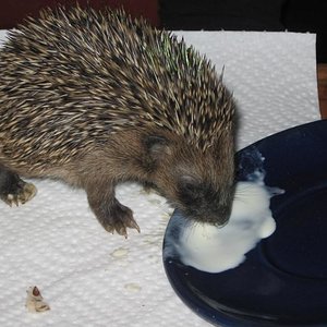 selbstständig werden