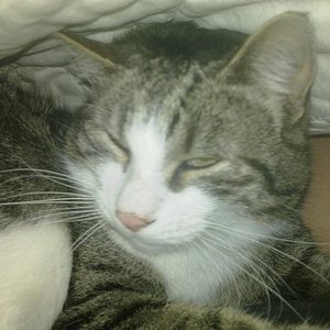 Tiger mal wieder total verpeilt unter der Decke beim kuscheln^^