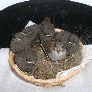 5 Rotschwänze und Spatz