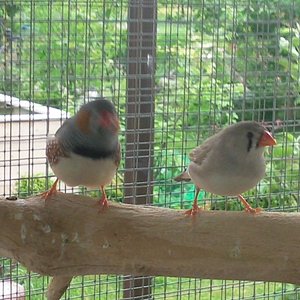 Die beiden Zebrafinken :)