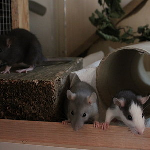 Die Chaostruppe auf Entdeckungstour