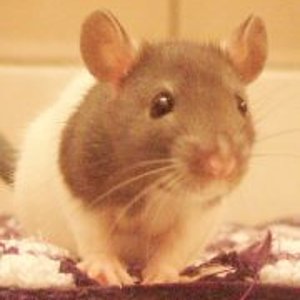 Candy, als sie noch 8 wochen alt war ♥