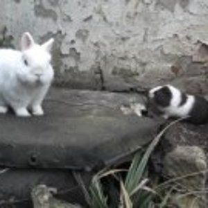 kaninchen meiner schwester und mein verstorbener engel !