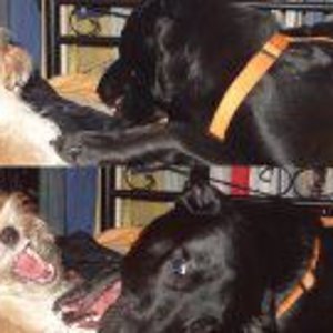 die kleiner mia spielt mit dem hund einer freundin :)