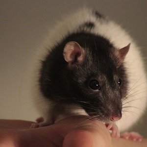 66496 560494233966549 1775498286 n