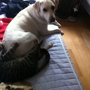 Lucy und Herr Unsinn am kuscheln