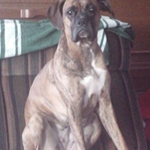 Sara in voller größe.Bei unserem Sitter.