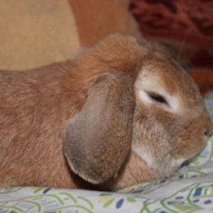 Diego mal wieder am 'relaxen'. 
Während alle herumspringen liegt er nur da und macht gar nichts...den mal in 'Aktion' zu fotografieren ist ja mal ein Wunder!