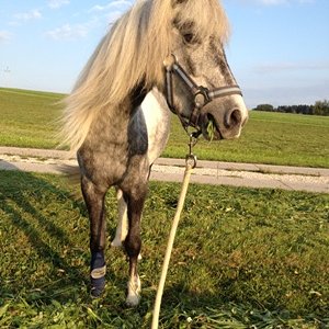 Safira
Welsh-A Pony
wurde am 21.6.2008 geboren
gehört mir <3