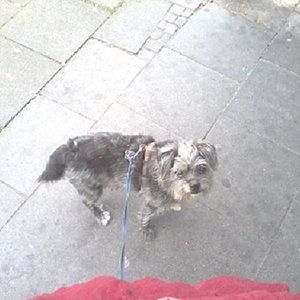 Cäsar bei unserer Hochzeit 2009