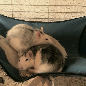 Pepsy♀(hinten), Cola♀(vorne)