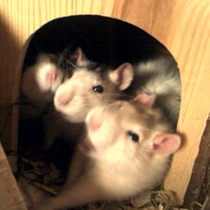 Von links nach rechts:
Atila♀, Cola♀, Pepsy♀