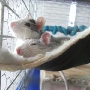 Dieses Bild mag ich sehr gerne! <3
Cola♀(oben), Pepsy(unten)