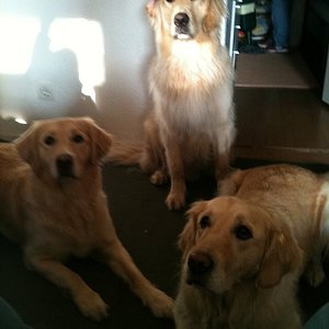 Jule,Mala,und Fitte 
Mama Jule unten rechts.
Tochter Mala unten links 
Sohn Fitte macht sitz :)