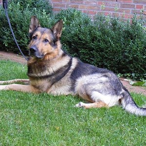 Spike (bei Vorbesitzer)