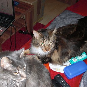 Questa (grau)
Jaguar (Getiegert)