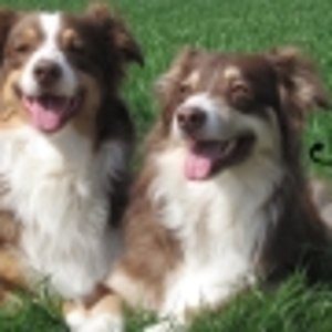 Signatur Tierforum neu