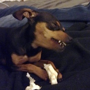 lecker knochen, da freut sich hundibert