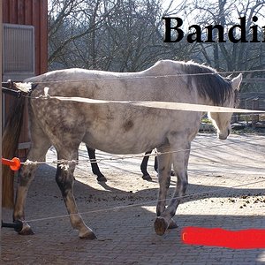 Bandina, auf dem Bild noch tragend :D