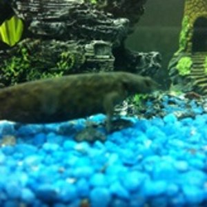 ^690577E222ABFC8600E1E5A81D45B35644D32CD9D9C230526C^pimgpsh thumbnail win distr