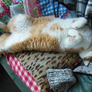 Leo pennt so am liebsten