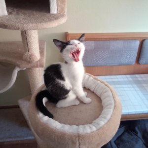 Karamel Schoko von Tutti Frutti (Karamel)