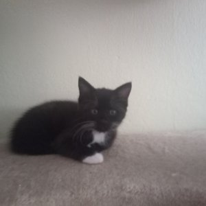 Komasan Komajiro Jibanyan Würstchen Justus von Popcorn (Komasan)