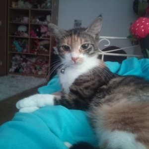 Erdbeere Luckystar Bubblegum von Flauschi (Lucky)