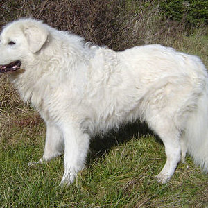 Slovensky cuvac.
Mein Goro

(c) Fini