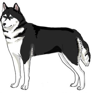 Husky,
selbst gezeichnet.

(c) Fini