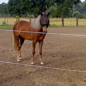 lol 127
rico auf dem paddock