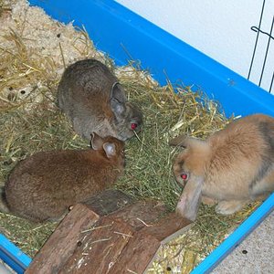 Und nicht zu vergessen: Futter!!