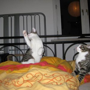 Wo ist das Mausi? Wo ist das Mausi? Haben will!