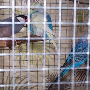 von links nach rechts:wotan(R.I.P. =...( ) krölle und thor