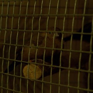 Mein krüppelfüsschen-silberschnäbelchen geffion-ulla..
mein kleiner schatz,ich find sie so süß!wie kann man den den fratz nicht haben wollen!?!?die kleine schmusebacke!