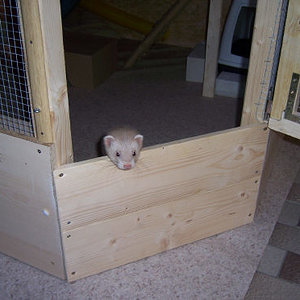 Aslan
...nein, ich bin nicht neugierig!