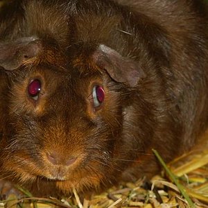 Das ist Strubbeli. Das ist deas eine Meerschweinchen das auch bei Stella und Sissi im Gehege ist.