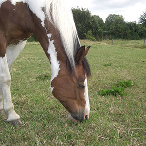 unsere pferde sina gr