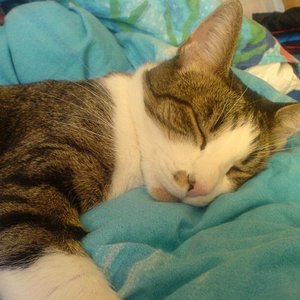 Filou wie er gerade auf meinem Bett schläft :)