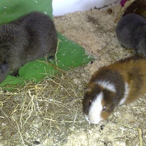 Clusters, Teddy, Koa-Lee