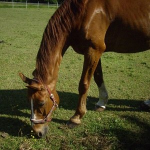 So sah er früher aus. Total abgemagert keine Muskulatur nix. Nur Haut und Knochen.