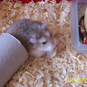 Knuffel, unser Methusalem!
R.I.P. 25.05.2006 -07.06.2010
Roborowski Zwerghamster