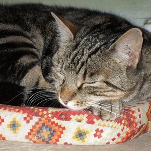 Mauz macht ein Schläfchen