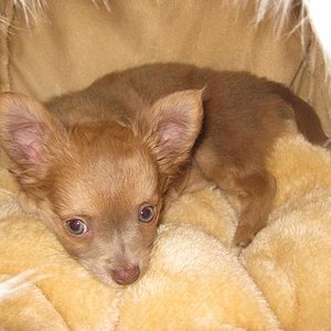 Ich bin so klein ...