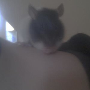 ayu das erste mal auf meiner schulter :D